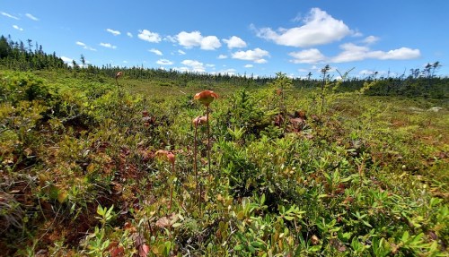 A vibrant landscape featuring green vegetation and a few orange mushrooms under a blue sky with fluffy clouds.