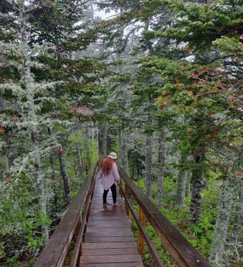 A person walks along a wooden path through a lush, green forest with tall trees and moss-covered branches.