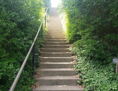 A set of stone steps leads upward through lush greenery, illuminated by sunlight at the top.