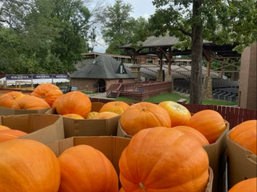 A close-up of orange pumpkins in cardboard boxes, with a rustic venue and seating area in the background.