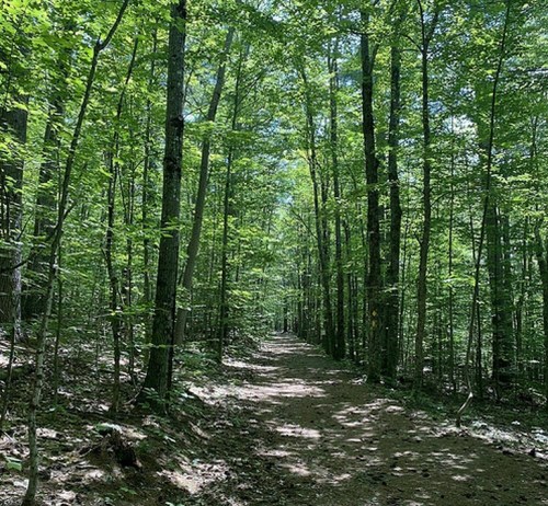 A serene forest path lined with tall, green trees under a clear blue sky.