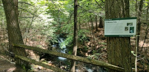 A serene forest scene with a small waterfall and a sign about Whittier Falls, surrounded by lush green trees.