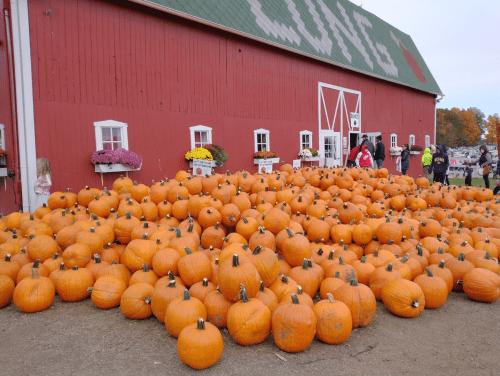 A large pile of orange pumpkins in front of a red barn, with people and flowers in the background.