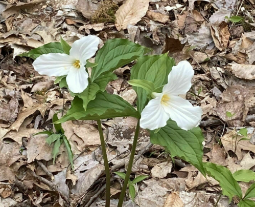 Two white trillium flowers bloom among brown leaves on the forest floor.