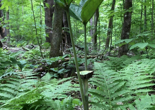 A tall green plant with large leaves stands in a lush forest, surrounded by ferns and trees.