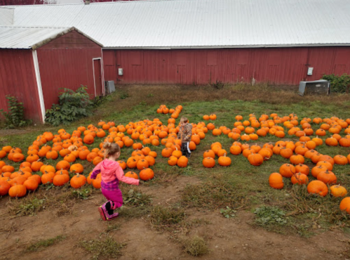 Two children play among a field of bright orange pumpkins near a red barn.