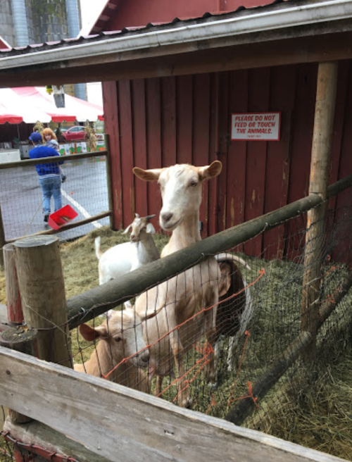 A fenced area with goats, one prominently in front, near a red barn with a sign about not touching the animals.