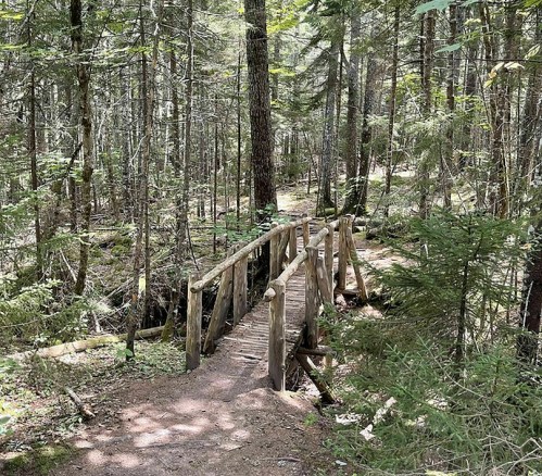 A wooden bridge spans a small creek in a lush, green forest with tall trees and dappled sunlight.