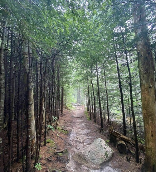 A serene forest path lined with tall trees and lush greenery, leading into a misty, tranquil atmosphere.