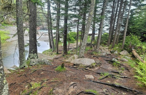A serene forest path with trees, rocks, and a glimpse of water in the background, surrounded by lush greenery.