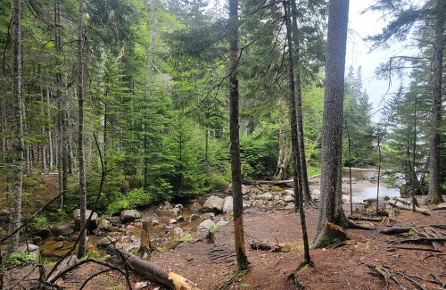 A serene forest scene with tall trees, a rocky stream, and lush greenery, creating a peaceful natural setting.