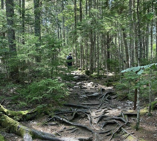 A person walks along a forest trail with exposed tree roots, surrounded by lush green trees and foliage.