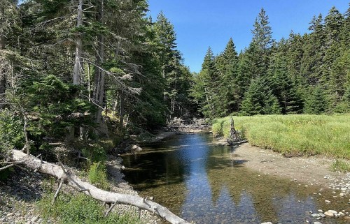 A serene river flows through a forested area, surrounded by tall trees and lush green grass under a clear blue sky.