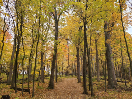 A serene forest path surrounded by trees with vibrant autumn leaves in shades of yellow and orange.