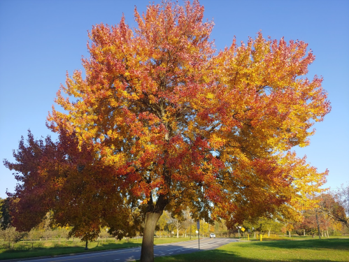 A vibrant tree with bright red and yellow leaves stands against a clear blue sky.