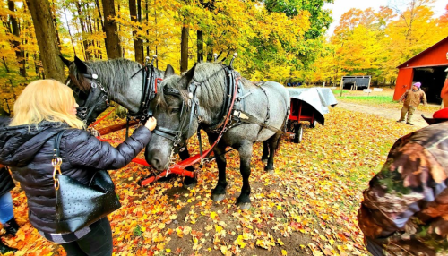 A person pets two draft horses harnessed to a cart, surrounded by colorful autumn leaves and trees.