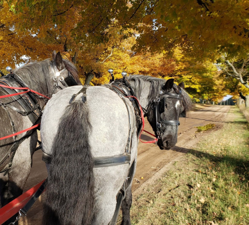 Two horses in harness stand on a tree-lined road with vibrant autumn foliage in the background.