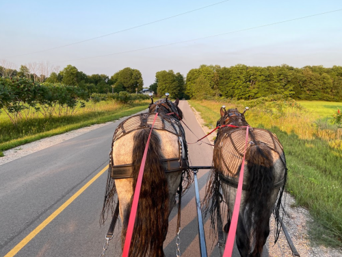 View from behind two horses pulling a carriage along a quiet road, surrounded by greenery and trees.