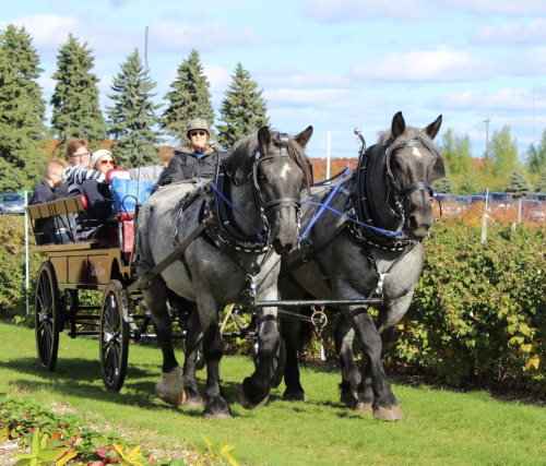 A horse-drawn carriage with passengers rides through a scenic area with trees and blue skies.
