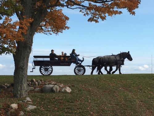 A horse-drawn carriage with passengers rides past a tree with autumn leaves against a clear blue sky.