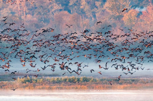 A flock of birds flying over a misty landscape with trees in the background during sunrise.