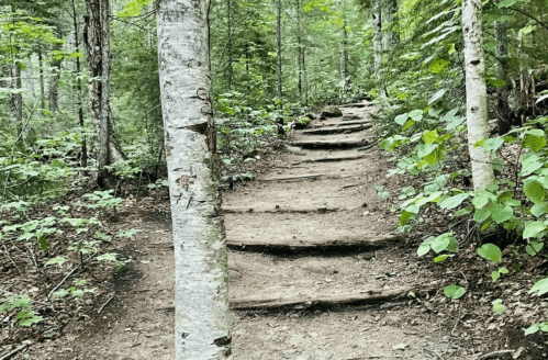 A dirt trail winding through a lush green forest, lined with trees and wooden steps.