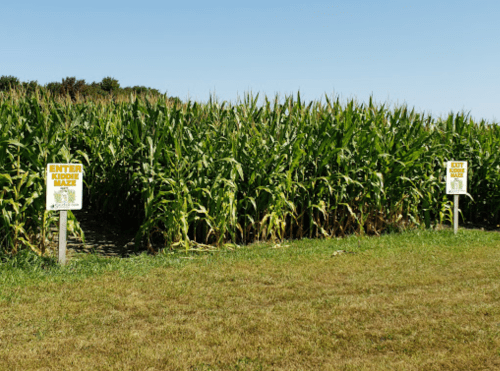 A cornfield with two signs: one for entering and one for exiting the maze, under a clear blue sky.