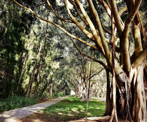 A serene pathway lined with tall trees, dappled sunlight filtering through lush green foliage.