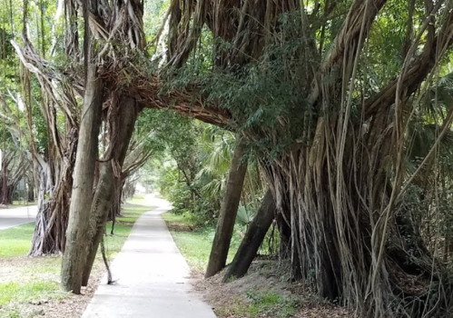 A winding path through a lush green area, framed by large, intertwined trees.