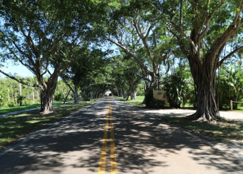 A tree-lined road with a clear blue sky, creating a serene and inviting atmosphere.