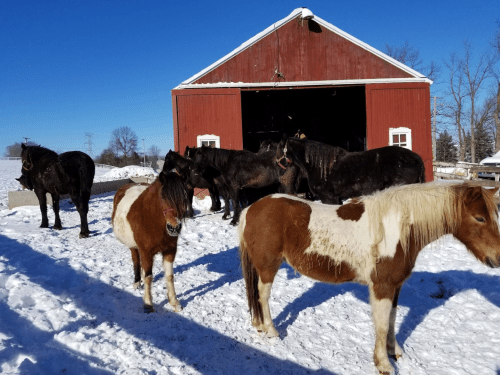 A group of horses stands in the snow near a red barn on a sunny winter day.