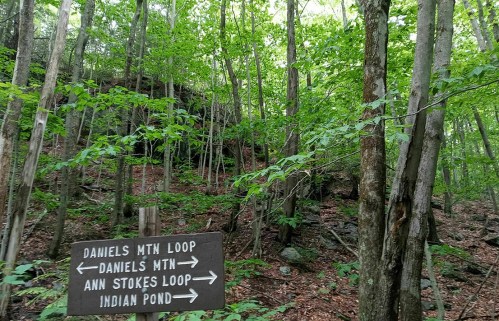 Wooded area with a directional sign pointing to hiking trails: Daniels Mtn Loop, Ann Stokes Loop, and Indian Pond.