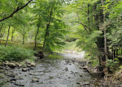 A serene stream flows through a lush green forest, surrounded by trees and rocks.