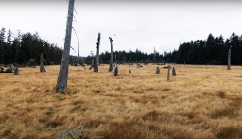 A barren landscape with dead trees and tall grass, surrounded by a dense forest under a cloudy sky.