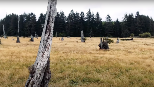 A grassy field with dead trees and a dense forest of evergreen trees in the background under a cloudy sky.