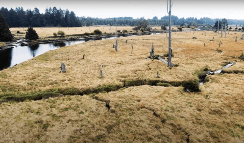 A serene landscape featuring a river, grassy fields, and scattered tree stumps under a cloudy sky.