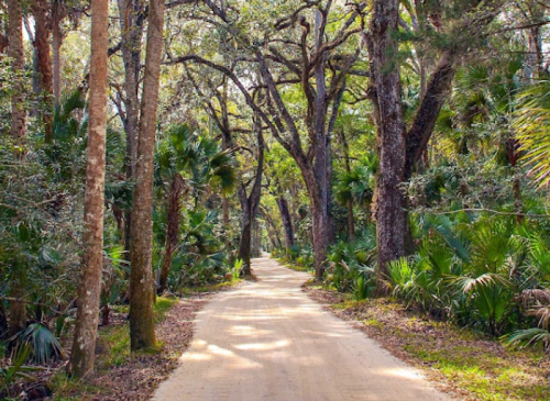 A sandy path winds through a lush, green forest with tall trees and palm plants on either side.