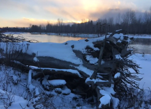 A snow-covered fallen tree by a river at sunset, with soft clouds and trees in the background.