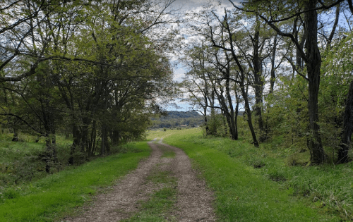 A winding dirt path through a lush green landscape, flanked by trees under a cloudy sky.