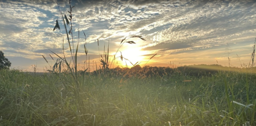 A serene sunset over a grassy field, with wispy clouds and tall grass silhouetted in the foreground.