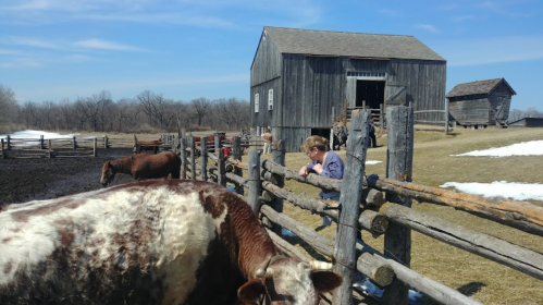 A person leans over a wooden fence near cows, with a barn and snow-covered ground in the background.