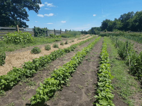 A sunny farm field with rows of green plants and straw mulch under a clear blue sky.