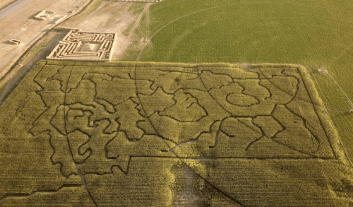 Aerial view of a large corn maze with intricate patterns set in a green field.