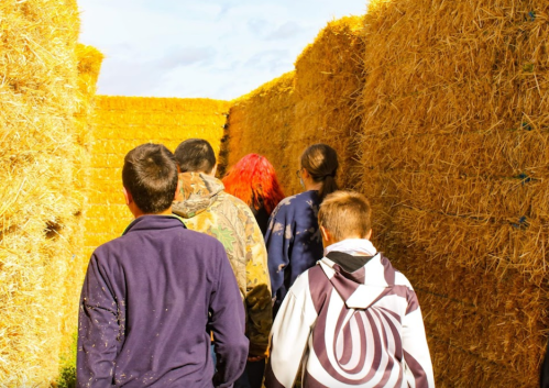 A group of people walking through a maze made of hay bales under a bright sky.