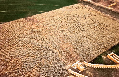 Aerial view of a corn maze featuring a tractor design and the year "2020" carved into the field.