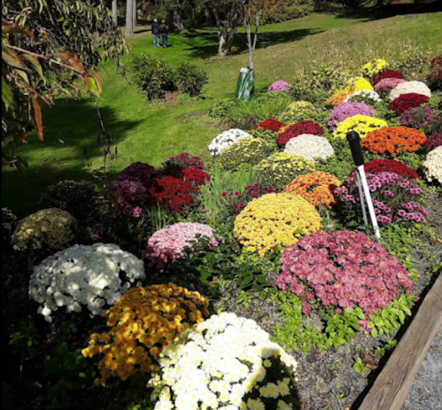 A vibrant flower garden featuring colorful chrysanthemums in various shades, surrounded by lush green grass.
