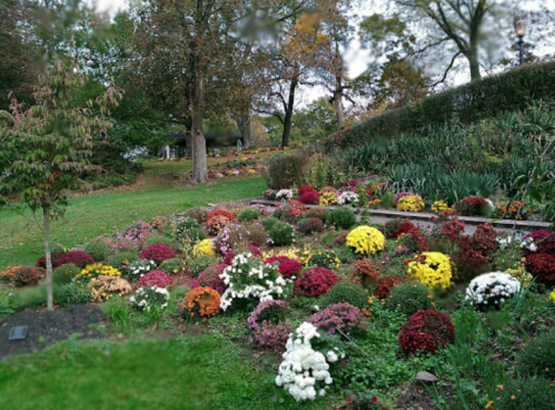 A vibrant garden filled with colorful flowers, including mums, surrounded by greenery and trees in the background.
