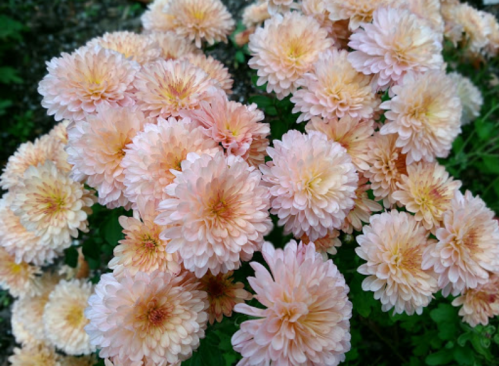 A cluster of soft pink chrysanthemums in full bloom, showcasing their layered petals and vibrant centers.