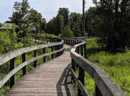 A winding wooden boardwalk through lush greenery and trees on a sunny day.