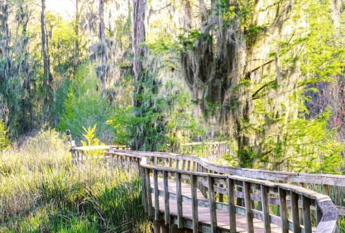 A wooden boardwalk winds through a lush, green landscape with trees draped in Spanish moss.